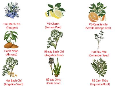 9 loại thực vật trong Beefeater Gin