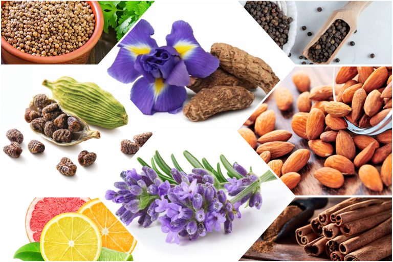 Khám phá các loại thực vật trong rượu Gin