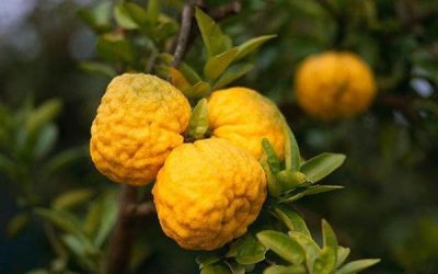 Quả Yuzu