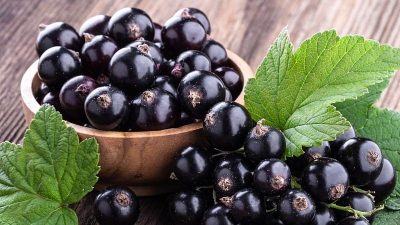Quả lý chua đen (blackcurrant)